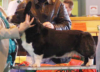 Joseter Downunder at Paxwold