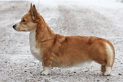 picture of Buttercup